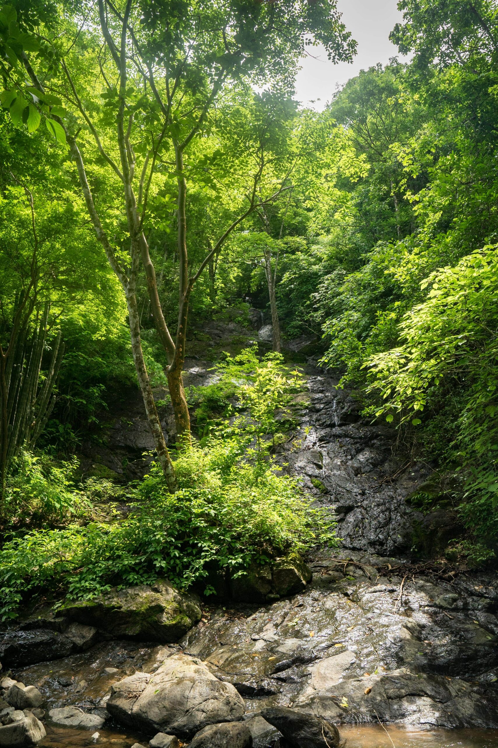Eagle's Nest nature